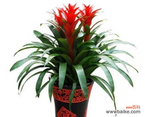 把握机遇飞跃人生 鸿运当头的寓意与启示