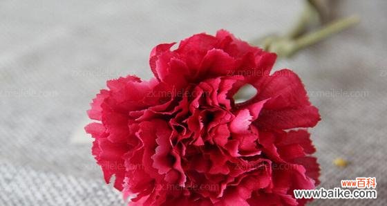 用一束红色康乃馨传递真挚情感的美丽力量 红色康乃馨的花语