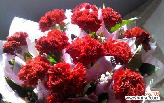 用一束红色康乃馨传递真挚情感的美丽力量 红色康乃馨的花语