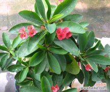 揭示虎刺梅花的丰富内涵与文化寓意 虎刺梅花