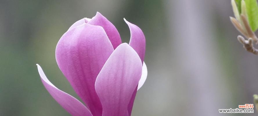 红玉兰花语的传承与意义 红玉兰花语