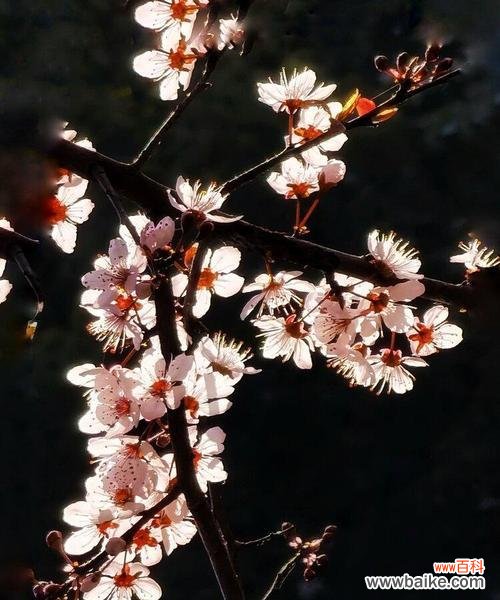 探寻红叶李花语的含义与象征 红叶李的花语