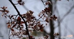 探寻红叶李花语的含义与象征 红叶李的花语