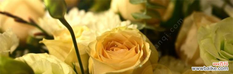 黄玫瑰-阳光 黄玫瑰的花语与意义