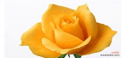 黄玫瑰-阳光 黄玫瑰的花语与意义