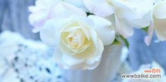 探索白玫瑰的花语及其深层含义 白玫瑰的花语