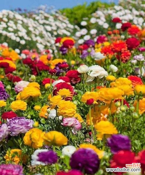 探寻花毛茛的花语及其象征意义 花毛茛的花语