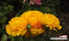 探寻花毛茛的花语及其象征意义 花毛茛的花语