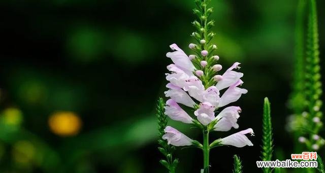 浪漫之语 以假龙头花花语大揭秘