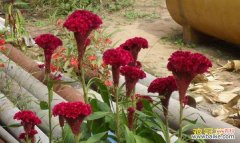 解读鸡冠花的花语与寓意 鸡冠花的花语及其象征意义