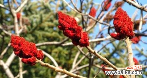 点亮希望的芬芳之树——火炬树的多重寓意 火炬树的花语与象征意义