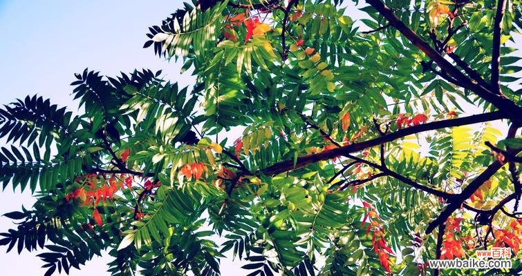 点亮希望的芬芳之树——火炬树的多重寓意 火炬树的花语与象征意义