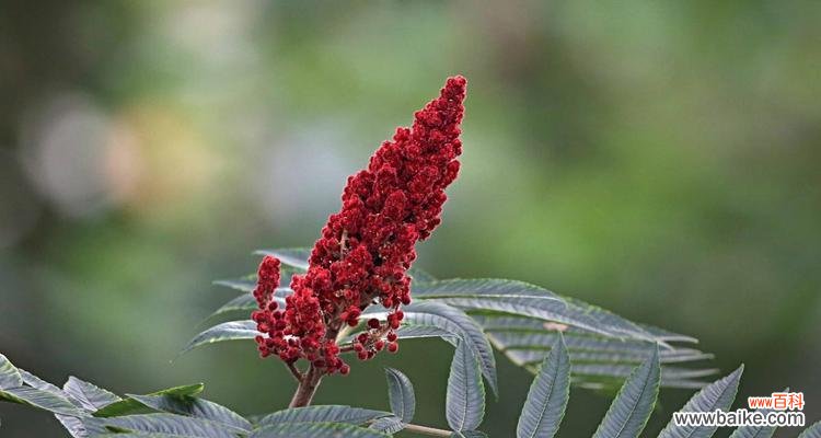 点亮希望的芬芳之树——火炬树的多重寓意 火炬树的花语与象征意义