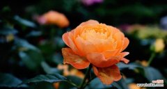 探寻黄色月季花的内涵与意义 黄色月季花语