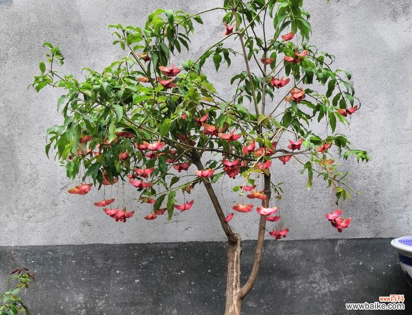 探寻金丝吊蝴蝶花朵的神秘语言 金丝吊蝴蝶的花语与含义