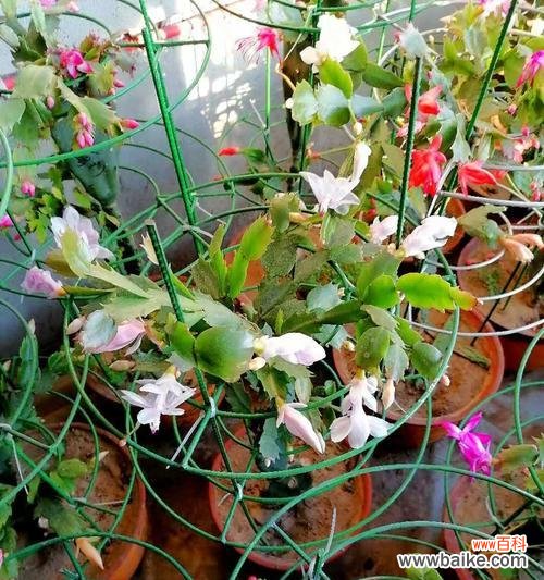 探索植物生长与繁衍的新路径 嫁接苗——提高植物品质的利器