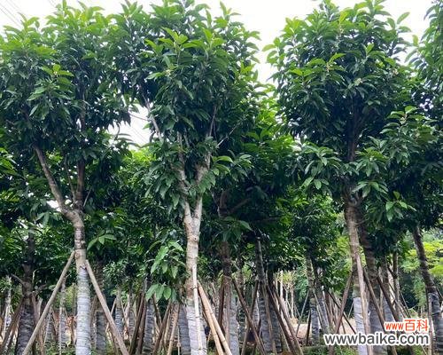 保护农作物安全 揭秘以假植苗