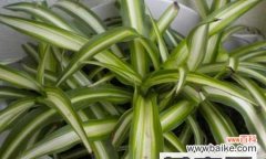 开放的花朵 金心吊兰开花寓意与心灵的抚慰