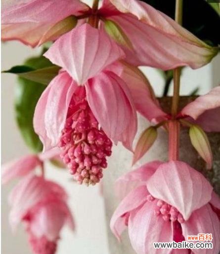 金钟花——传递友谊和坚持的力量 金钟花的花语与意义