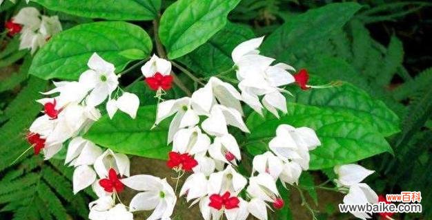 金钟花——传递友谊和坚持的力量 金钟花的花语与意义