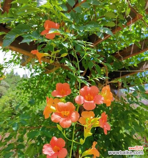 金钟花——传递友谊和坚持的力量 金钟花的花语与意义