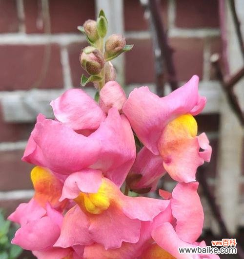 金鱼草的花语传递心灵的独白 金鱼草的花语和寓意-揭开自由和独立的秘密