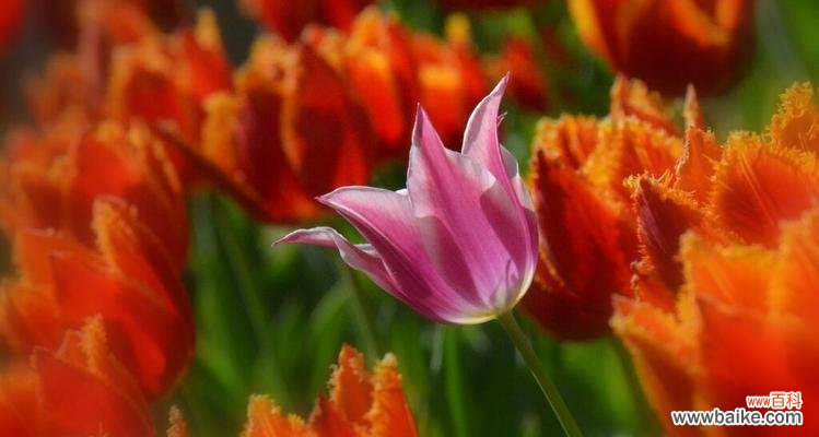 燃烧的花火 热情四溢，花朵的奔放之美