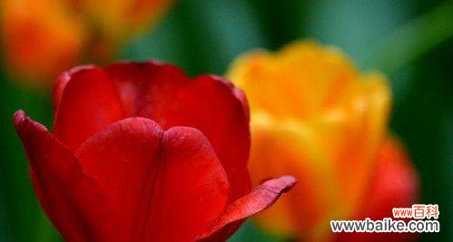 燃烧的花火 热情四溢，花朵的奔放之美