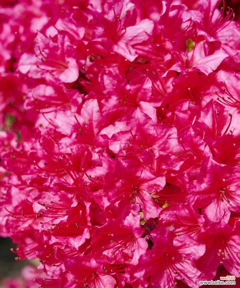 燃烧的花火 热情四溢，花朵的奔放之美