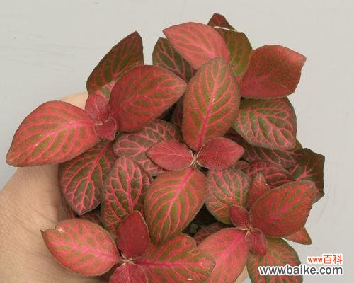 揭秘白网纹草的隐藏意义 白网纹草花语解读