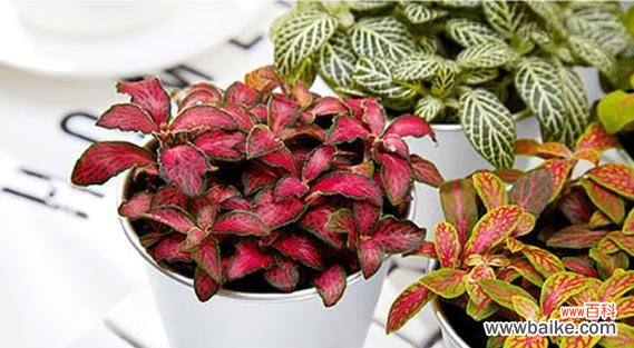 揭秘白网纹草的隐藏意义 白网纹草花语解读