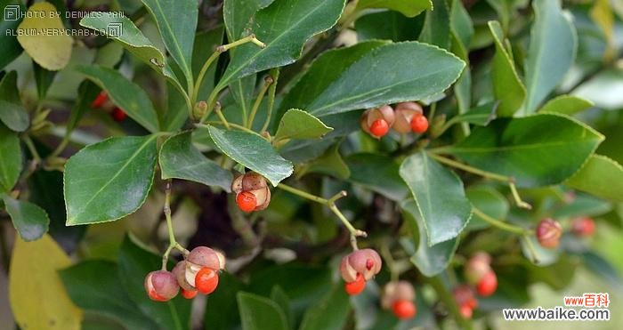 冬青的神秘之花 冬青开花
