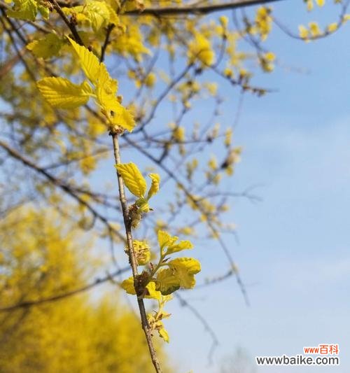 金叶榆的意义与象征 金叶榆——生命的力量