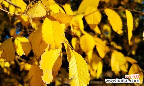 金叶榆的意义与象征 金叶榆——生命的力量