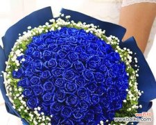 绽放在宁静与深情的花海中 蓝色月季