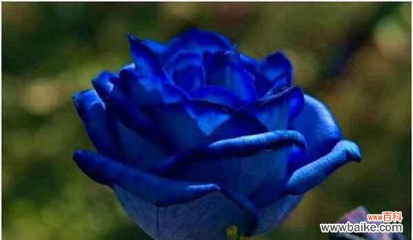 绽放在宁静与深情的花海中 蓝色月季