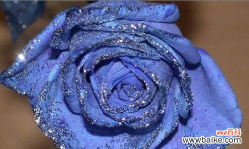 探秘蓝色妖姬玫瑰的花语与魅力 蓝色妖姬玫瑰的花语