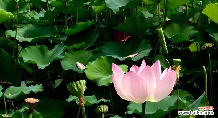 探索莲花的美丽与深远内涵 莲花的象征意义与传承