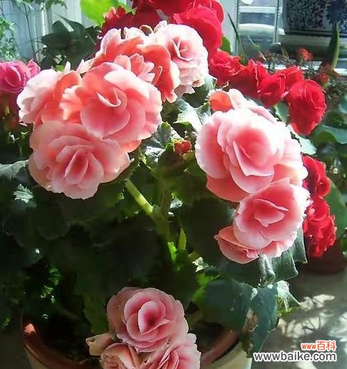 探寻丽格海棠的花语和象征意义 丽格海棠