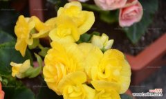 探寻丽格海棠的花语和象征意义 丽格海棠