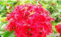 探秘龙船花的神秘象征 龙船花的花语与寓意