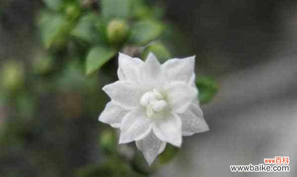 以六月雪的花语传递生命之美 冰雪美丽雪中六月的花语