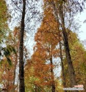 揭秘落羽杉的秘密 落羽杉的寓意与意义