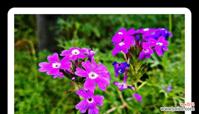 美女樱 美女樱的花语与美丽传说