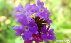 美女樱 美女樱的花语与美丽传说