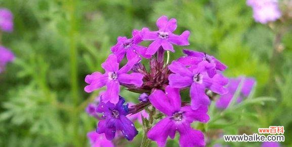 美女樱的妖艳与柔情 美女樱的花语与寓意