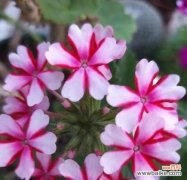 美女樱的妖艳与柔情 美女樱的花语与寓意