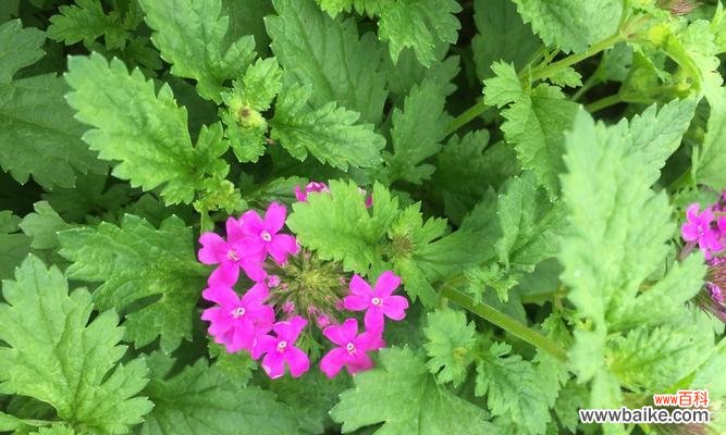 美女樱的妖艳与柔情 美女樱的花语与寓意