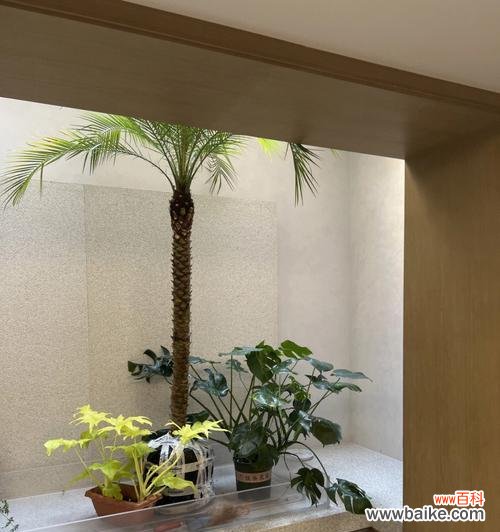 探寻美丽针葵的象征意义与文化内涵 以美丽针葵寓意是什么