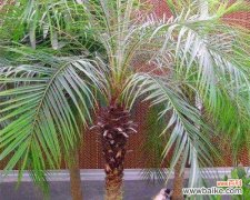 探寻美丽针葵的象征意义与文化内涵 以美丽针葵寓意是什么